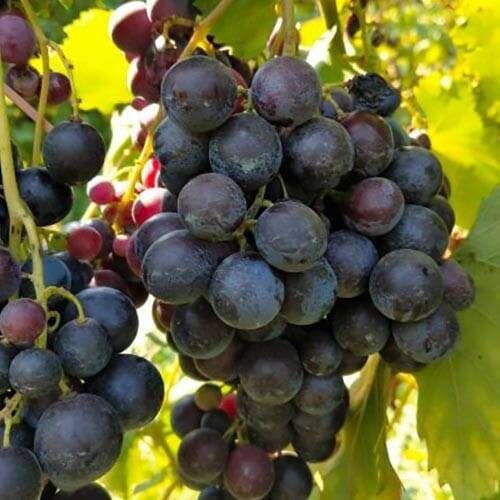 Uva Moscato nera